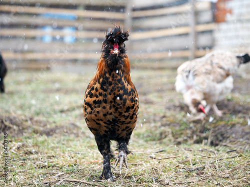 Beautiful hen walks in the paddock of a farm