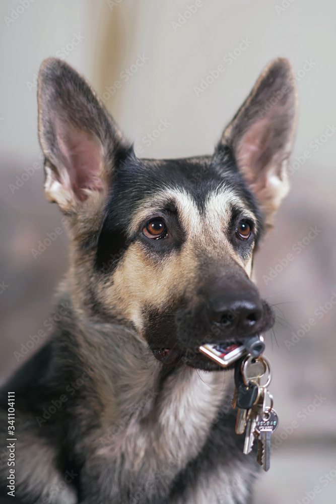 The portrait of a cute young East European Shepherd dog posing indoors holding a bunch of keys in its mouth The portrait of a cute young East European Shepherd dog posing indoors holding a bunch of keys in its mouth