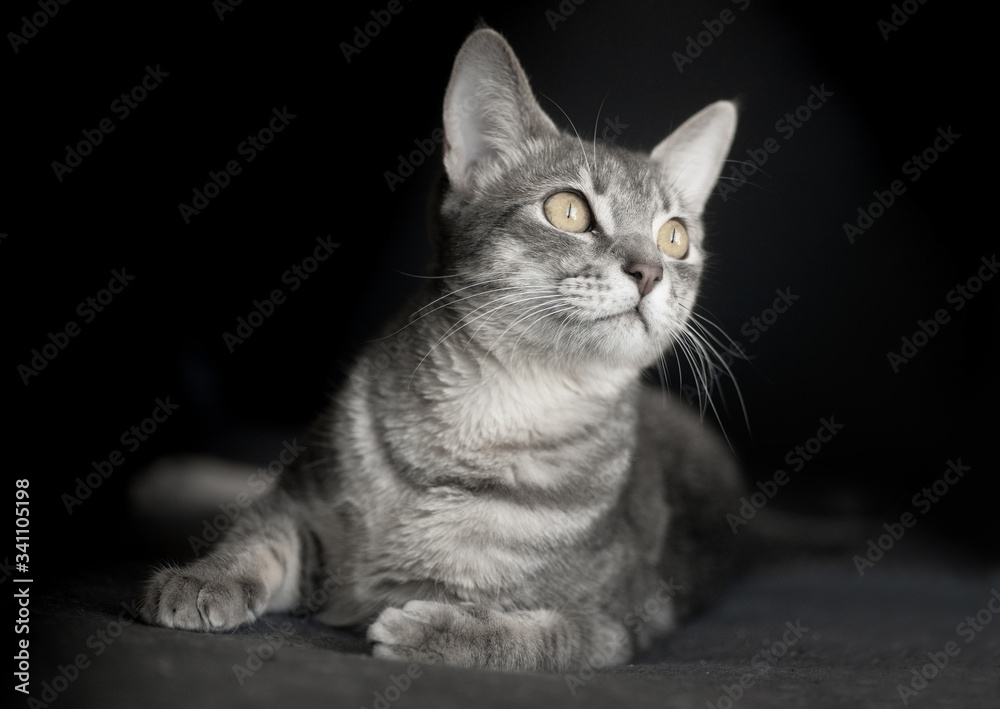 Beautiful cat kitten portrait isolated on black background