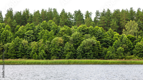 Lush green forest on the horizon is isolated. The edge of a forest with deciduous and coniferous trees on a river, natural background.