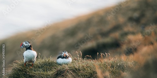Cute puffin birds banner photo