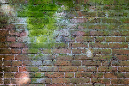 Moss growing on brick wall