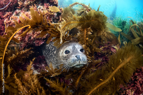 Photography Seal
