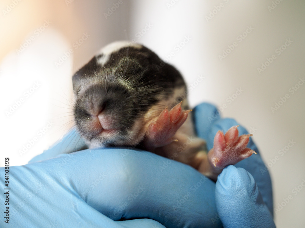 A gloved hand holds a newborn baby rabbit A gloved hand holds a newborn baby rabbit