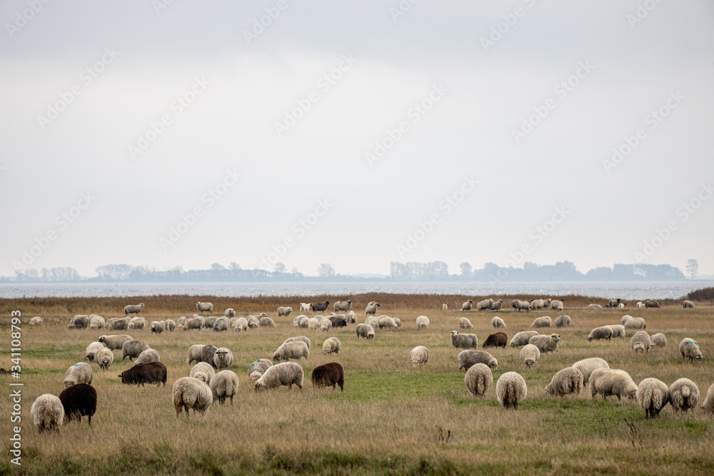 Hiddensee, Germany, 10-18-2019, Hiddensee Island in the Western Pomerania Lagoon Area/ sheeps on the Gellen