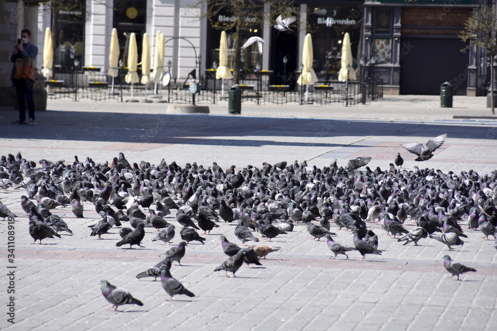 gołębie na rynku w w Krakowie, stado ptaków - obrazy, fototapety, plakaty 