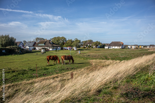 Hiddensee, Germany, 10-14-2019, Hiddensee Island in the Western Pomerania Lagoon Area/ horses and hauses in Neuendorf