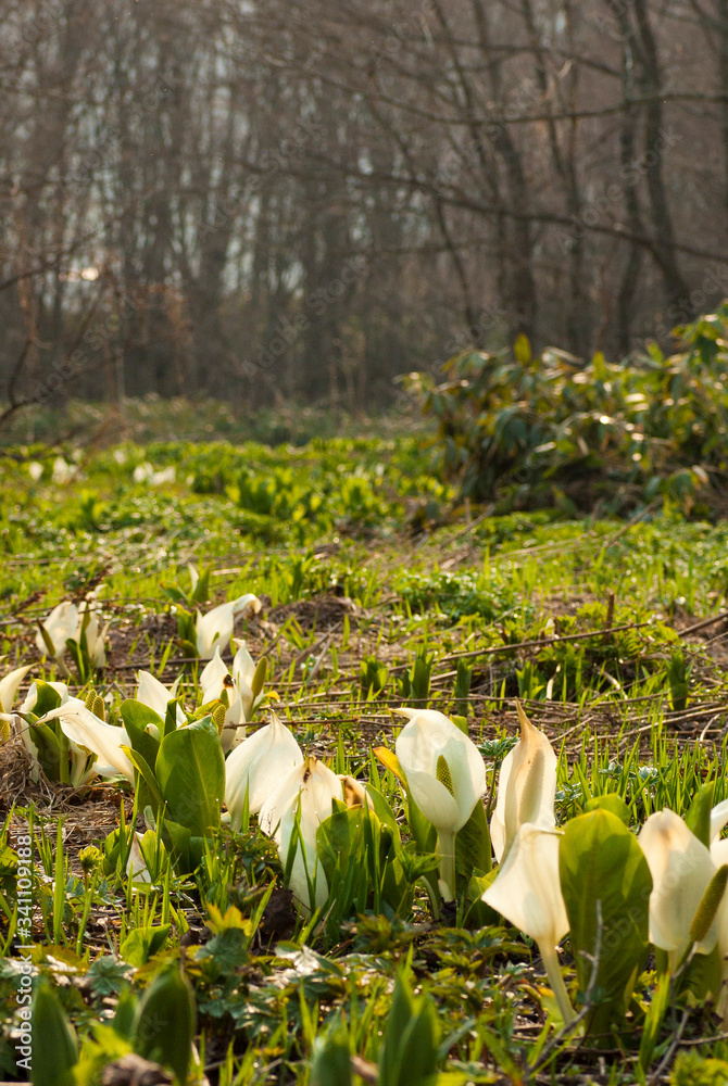 Obraz premium 森の中の水芭蕉の群落