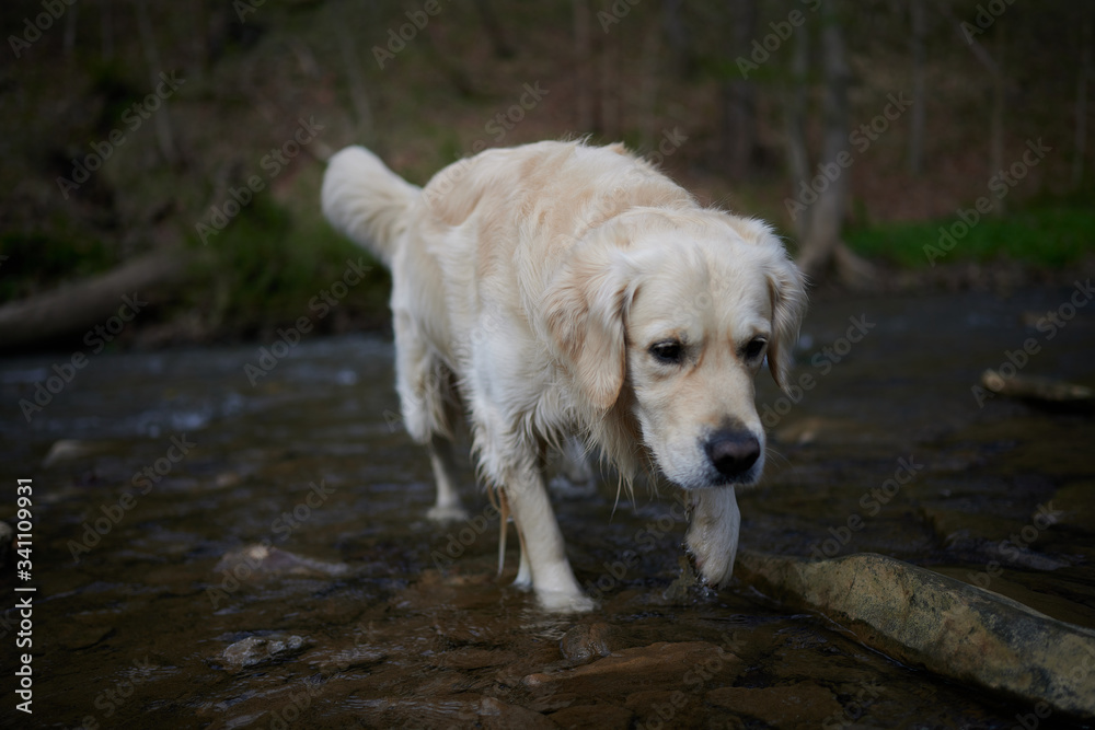 Joyka the Golden Retriever is wading through a creek