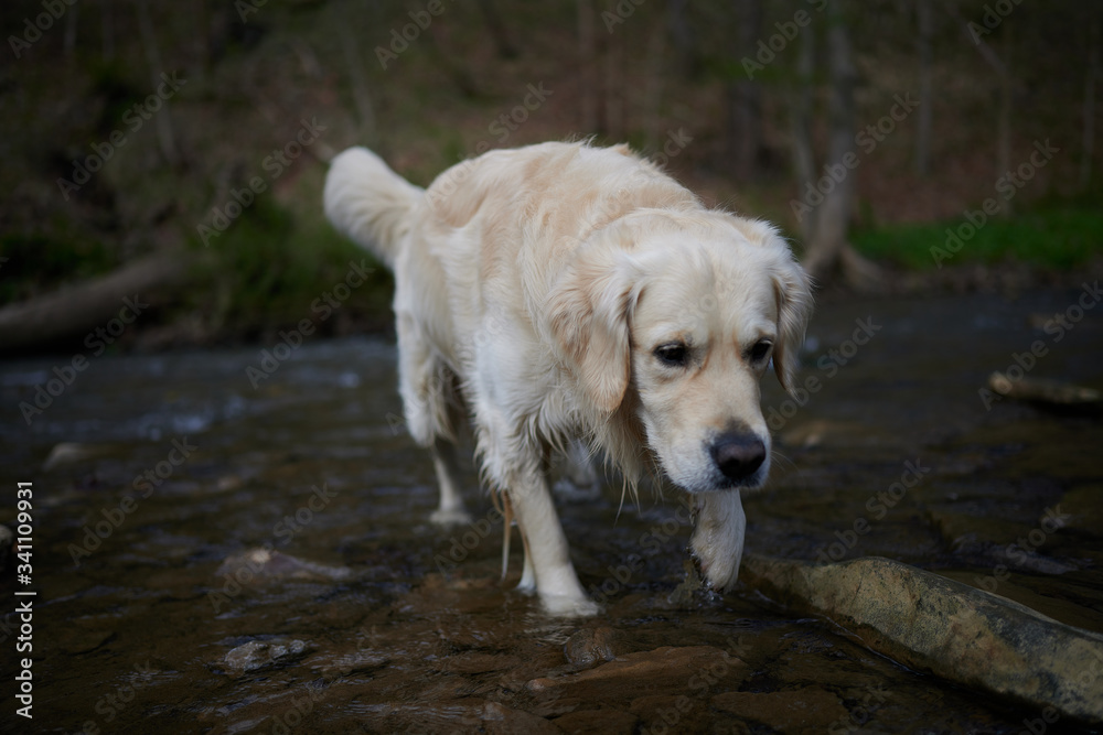 Joyka the Golden Retriever is wading through a creek Joyka the Golden Retriever is wading through a creek