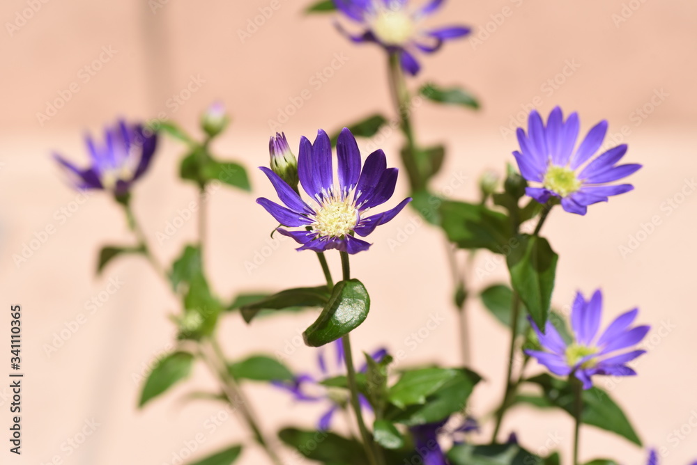 Fototapeta premium Gymnaster savatieri flowers(Called Miyakowasure in Japan) / Asteraceae perennial