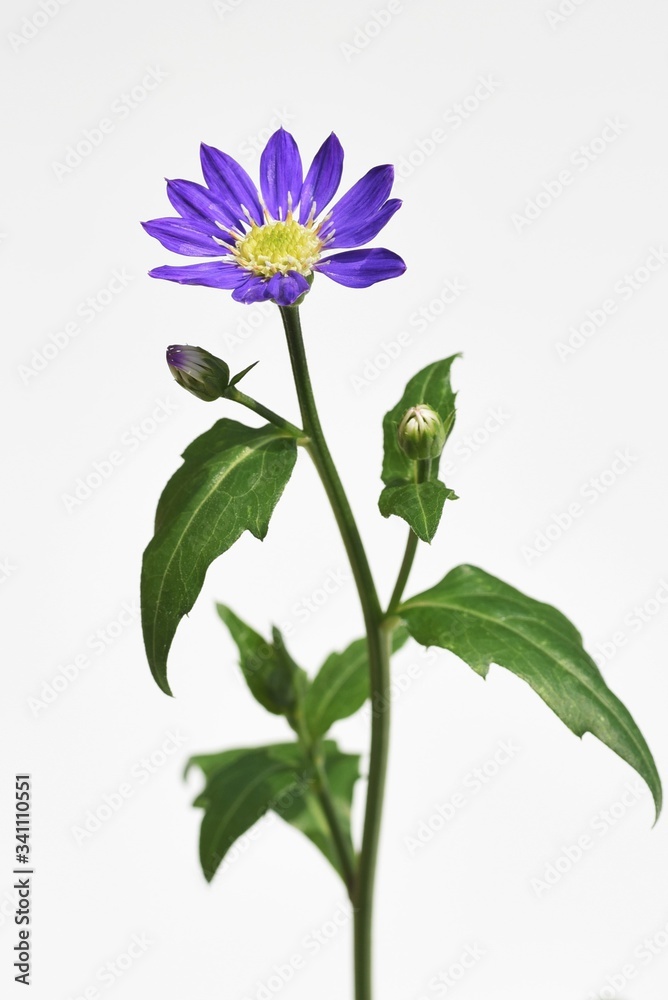 Gymnaster savatieri flowers(Called Miyakowasure in Japan) / Asteraceae perennial Gymnaster savatieri flowers(Called Miyakowasure in Japan) / Asteraceae perennial