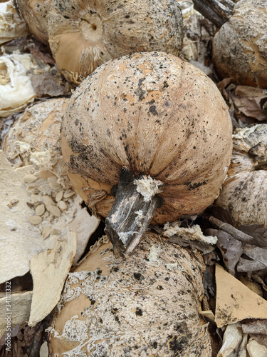 Molding Pumpkin