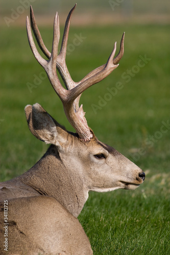 Fototapeta Naklejka Na Ścianę i Meble -  Deer resting in a city park, Rawlins, WY