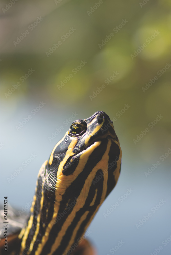 A yellows bellied slider sunbathing A yellows bellied slider sunbathing