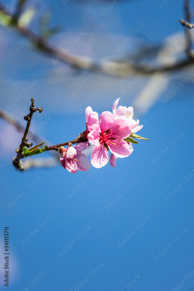 Spring pink flower blossom fruit trees branch flowering orchard fruit growing blue sky ecology background Spring pink flower blossom fruit trees branch flowering orchard fruit growing blue sky ecology background
