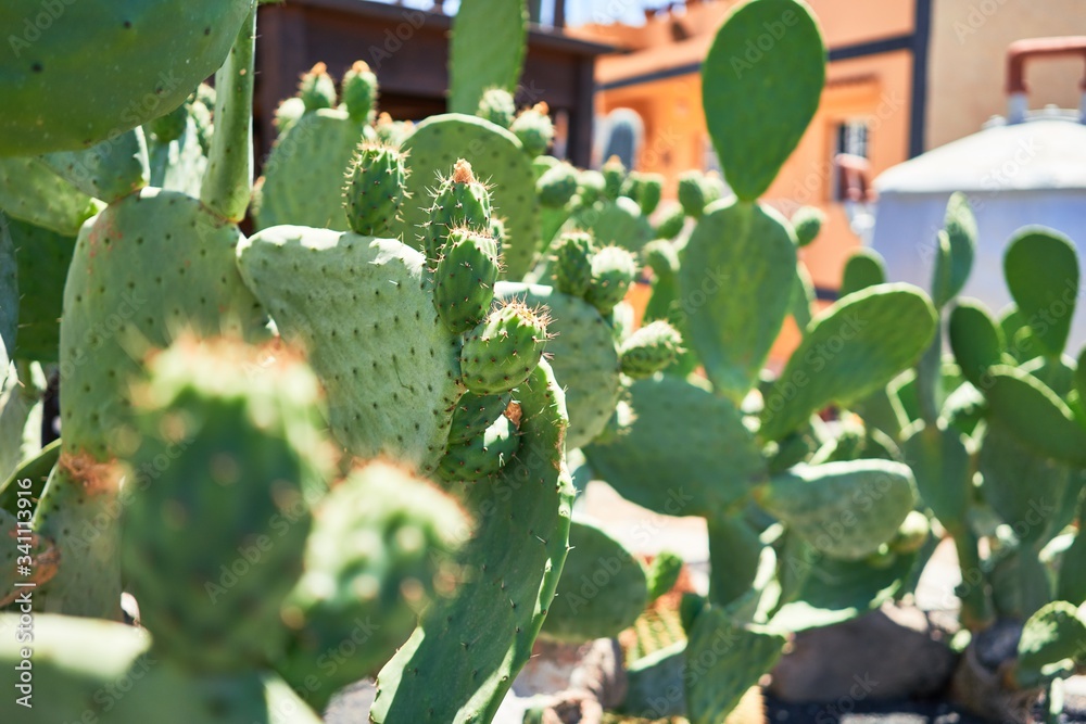 Close up of succulent green cactus at botanical garden Close up of succulent green cactus at botanical garden