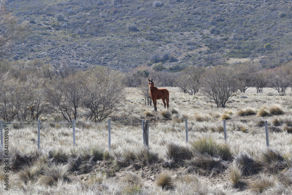 Naklejka premium Horse