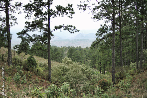 Tableau sur toile Panoramic of Honduran forest