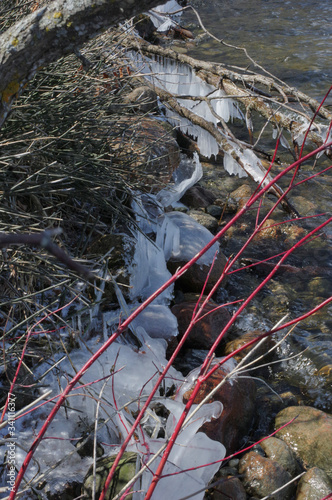 ice forms along lake shore rocks and vegetation in early spring photo