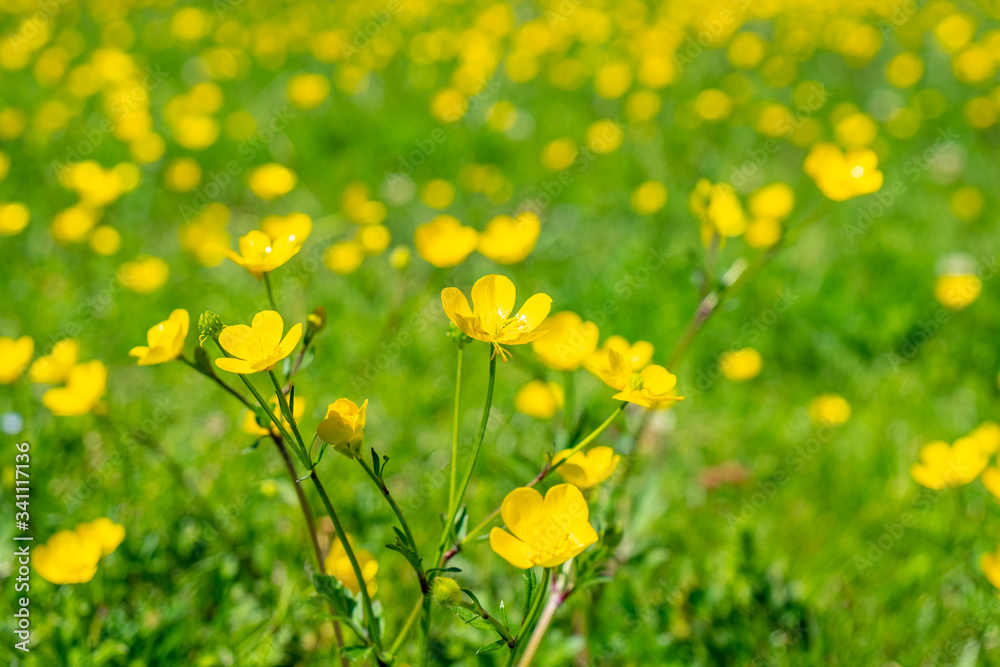 Blooming flower in spring buttercup crowfoot, ranunculus