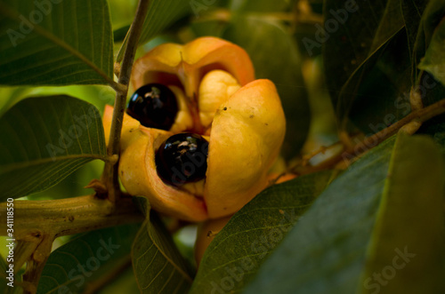 Ackee is the national fruit of Jamaica..