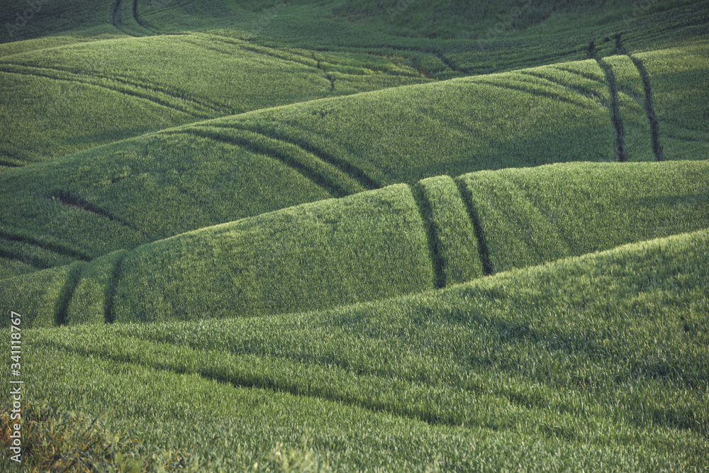 green field of vineyards