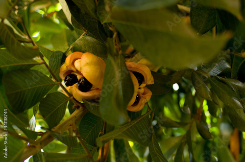 Ackee is the national fruit of Jamaica..