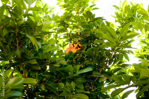 Ackee is the national fruit of Jamaica..