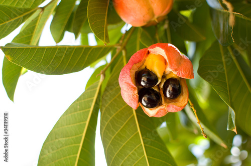 Ackee is the national fruit of Jamaica..