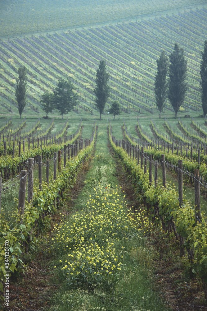 Obraz premium vineyard in tuscany