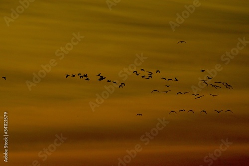 Wintering Canada geese, Canyon, Texas in the Texas Panhandle.