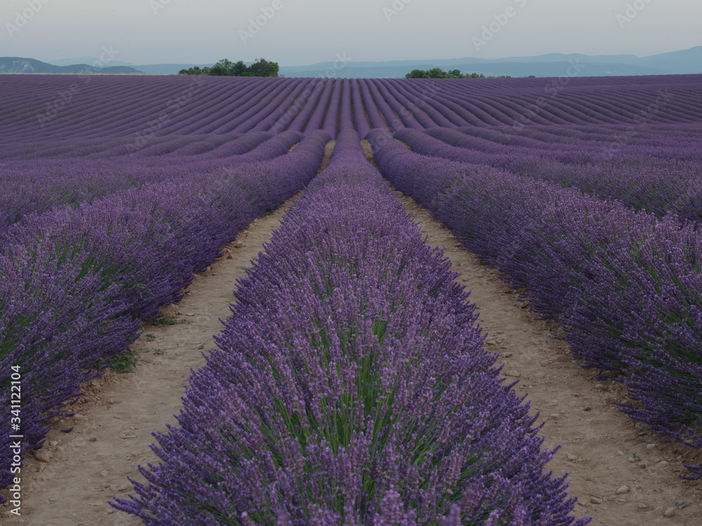 Obraz premium lavender field provence france