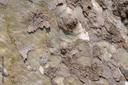 Background of plane tree bark, plane tree bark texture.