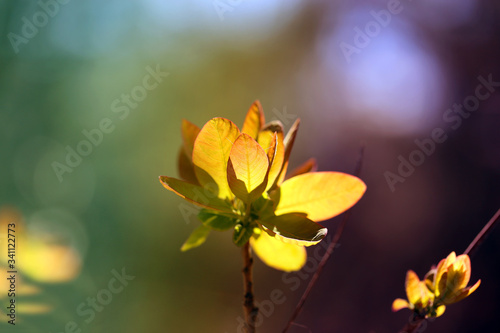 Beautiful photo of young spring leaves of trees on multicolored background