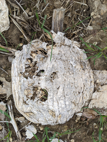 Decayed Pumpkin