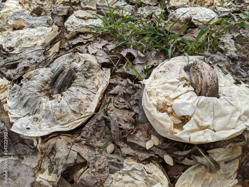 Rotting Pumpkins 2