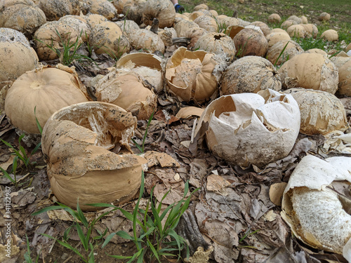 Rotting Pumpkins 2