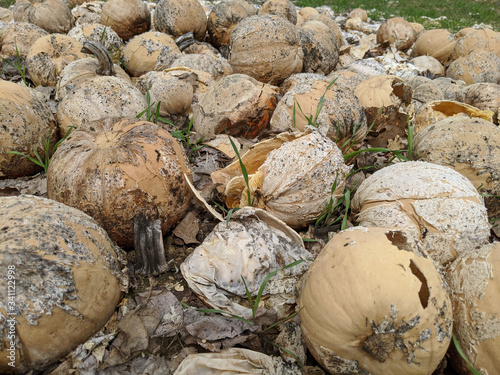 Rotting Pumpkins