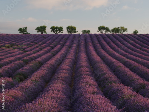 lavender field in france