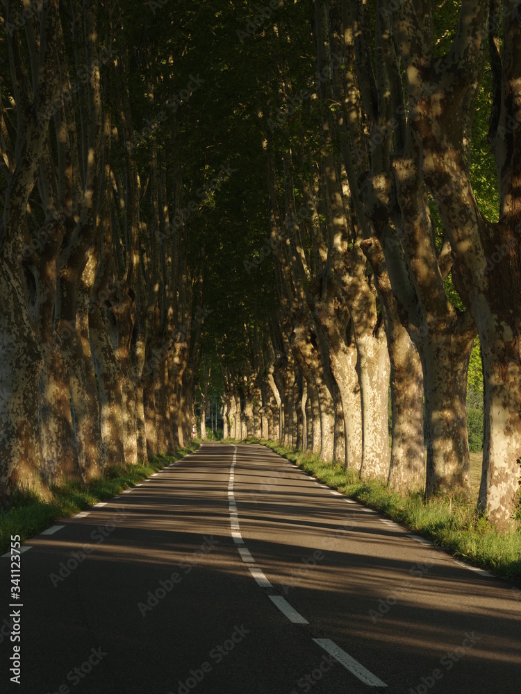 Obraz premium road in the forest