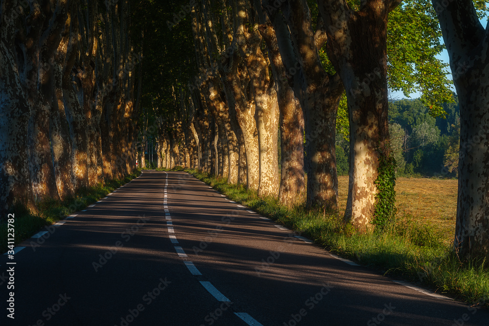 Fototapeta premium road in the autumn forest