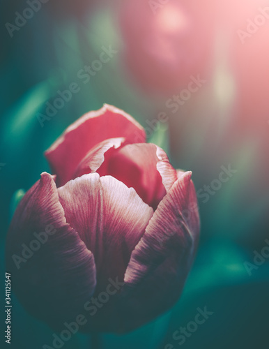 Close up of blooming tulips; vintage color tone