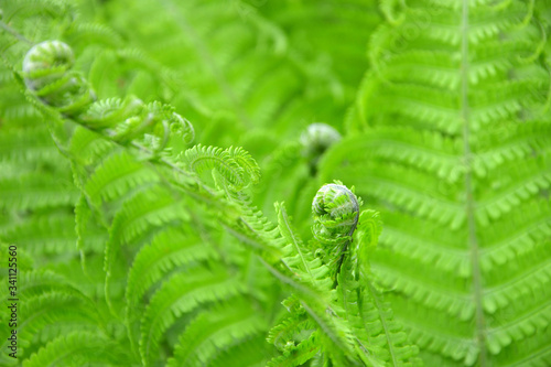 green fern leaves close-up natural  background
