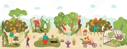 Harvest in garden with fruits crop and agriculture farming flat vector illustration, harvesters fruits, plants. People workers pick apples from trees in garden, harvesting, planting and delivering.