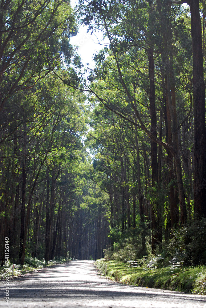 Fototapeta premium road in the woods