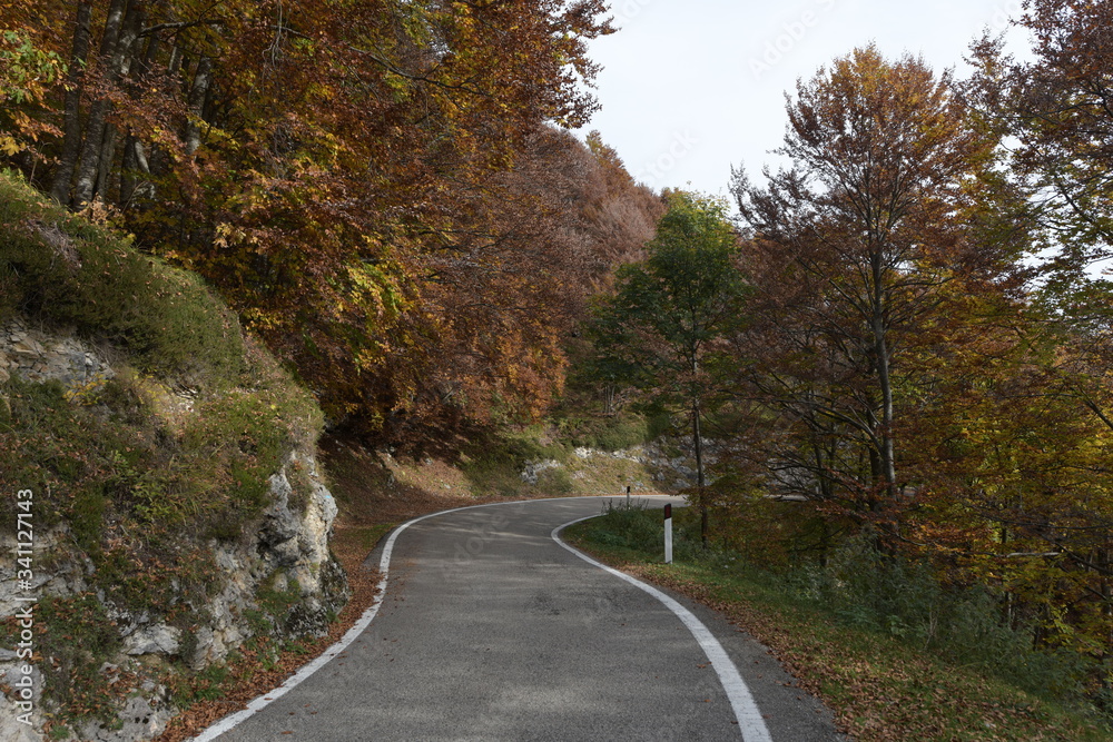 Fototapeta premium road in autumn forest