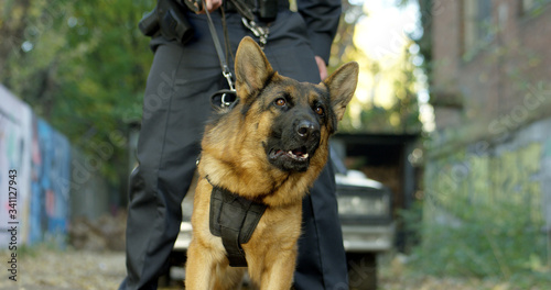 Police officer with his german shepherd dog, patrol car in the background...