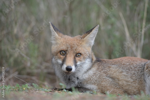red fox in the wild © Anton Rostovsky