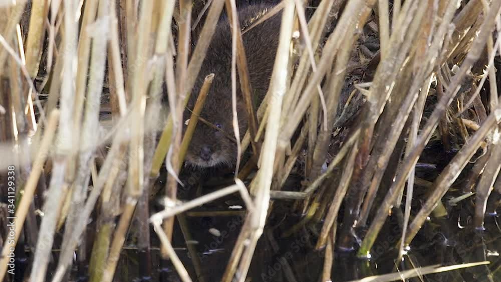 rare, endangered, wild British watervole at a feeding station rare, endangered, wild British watervole at a feeding station
